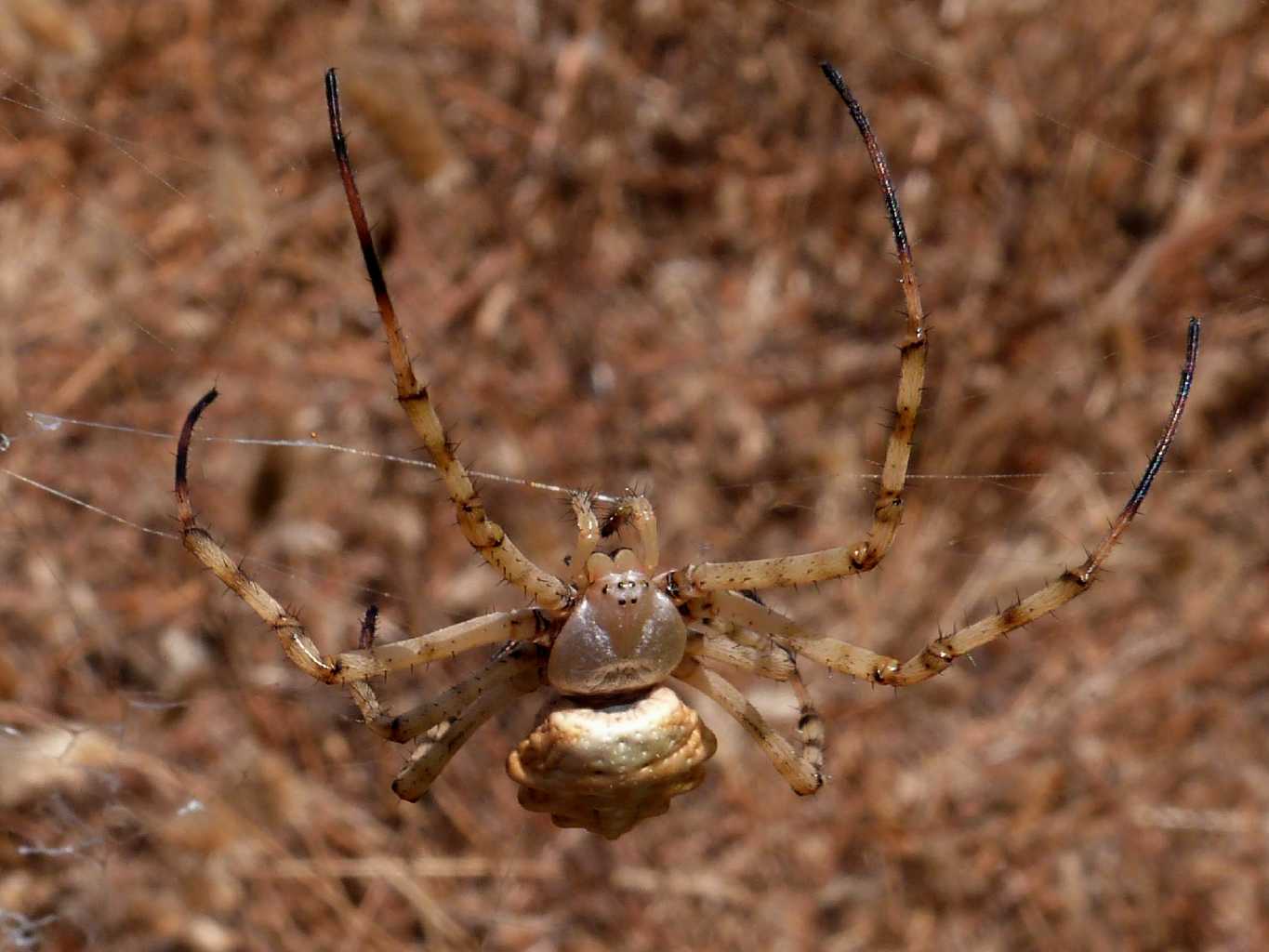 Argiope lobata; pose insolite - S. Teresa Gallura (OT)